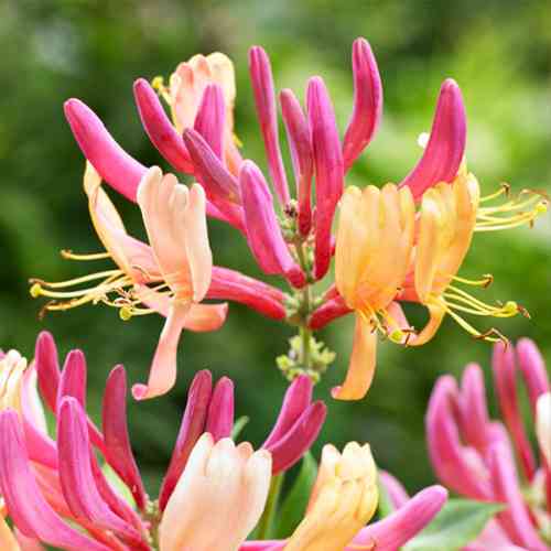 Саженцы жимолости Декоративная (черенкованный) - 3-летний Черновцы