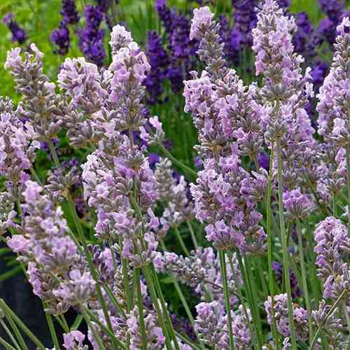 Саджанці лаванди Місс Кетрін (черенкований) - 2-річний Чернівці