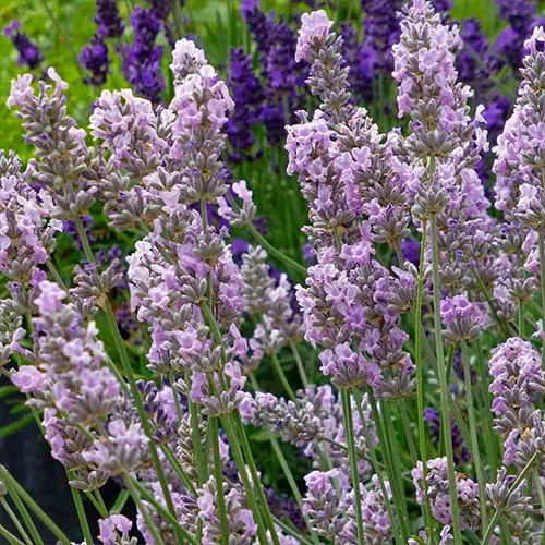 Саджанці лаванди Місс Кетрін (черенкований) - 2-річний Чернівці - фото 1