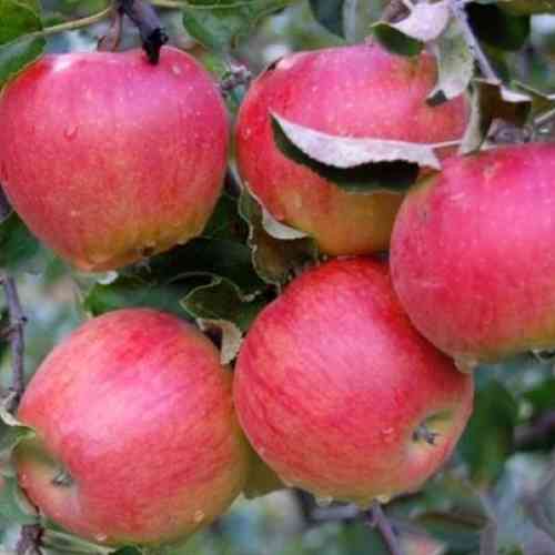 Саджанці яблуні Пріма (привитий) - 2-річний Чернівці