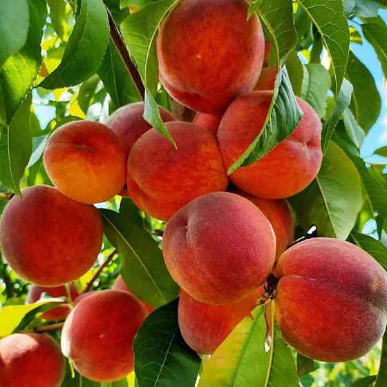 Саженцы персика Посол Мира (привитый) - 1-летний Черновцы