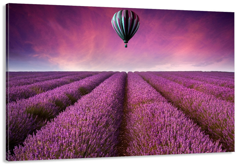 Картина полотно у вітальню / спальню  Поле Лаванди    MLP_396 ( 60х30см ) 50x100 см Київ - фото 1