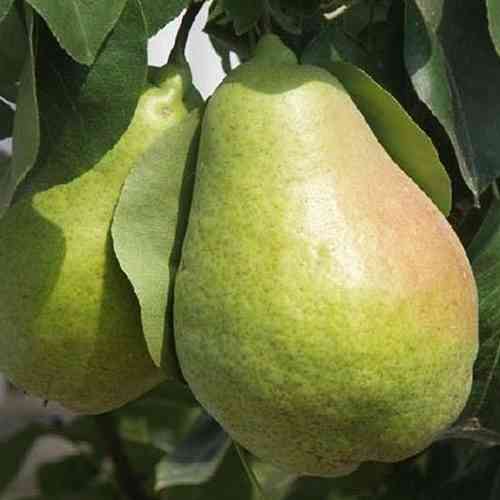 Саженцы груши Гигантелла (привитый) - 2-летний Черновцы