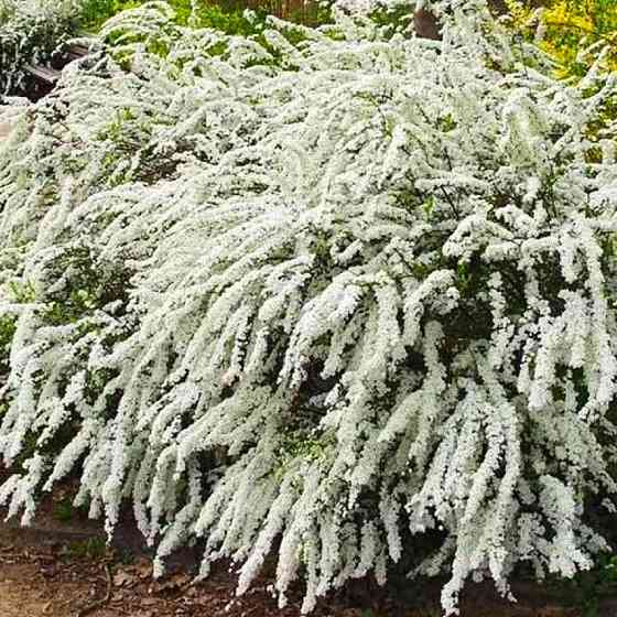 Саджанці спіреї Аргута (черенкований) - 1-річний Чернівці