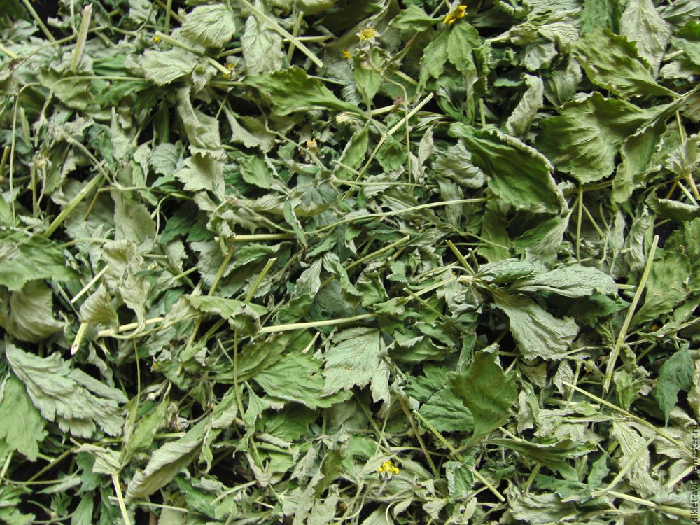 Гравілат міський (Гравилат городской) 100г master sem Киев - изображение 2