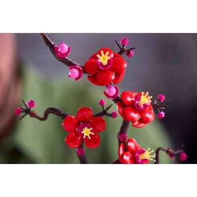 Конструктор LEGO Icons Сливовий цвіт 327 деталей (10369) Вінниця