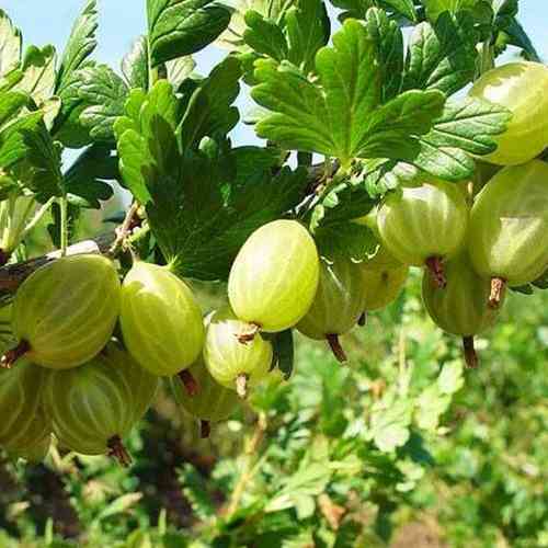 Саджанці агрусу на штамбі Малахіт (привитий) - 2-річний Чернівці