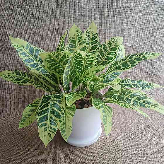 Штучний кущ аглонеми ківі із латексу Дніпро