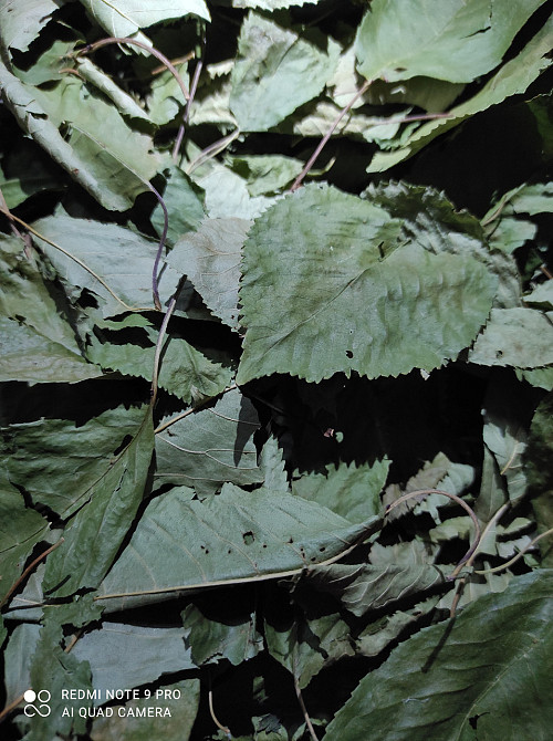 Листья черешни, 100г master sem Киев - изображение 1