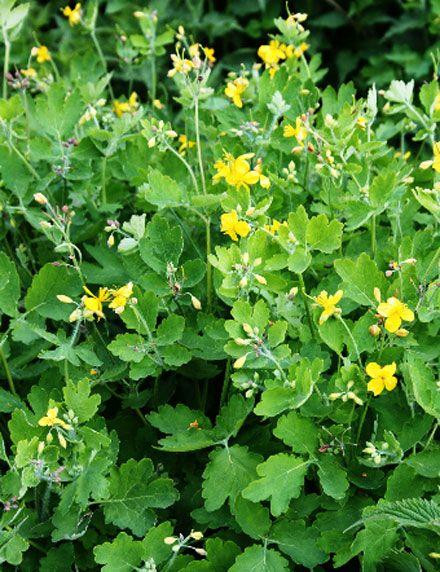 Чистотіл (Чистотел) 100г master sem Київ - фото 1