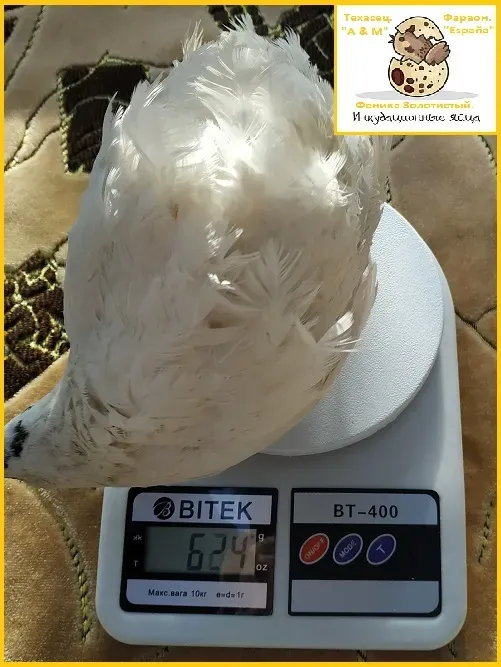 Яйця інкубаційні перепела Білий Техасець - супер бройлер (Usa). Одеса - фото 2