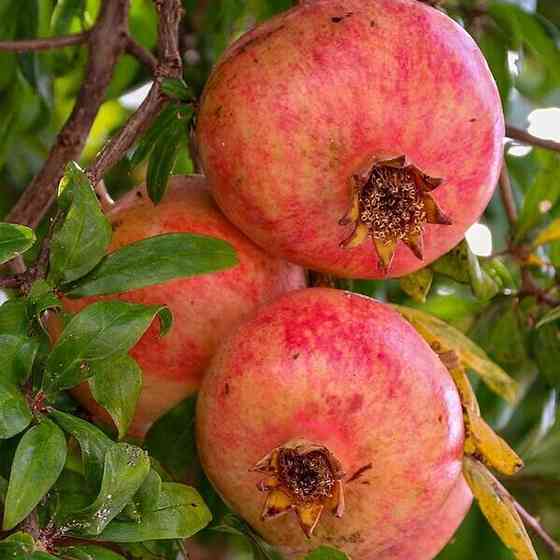 Саженцы граната Крымский Розовый (черенкованный) - 2-летний Черновцы