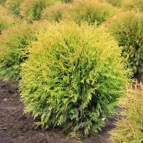 Саджанці туї Місяць Жнив Чернівці