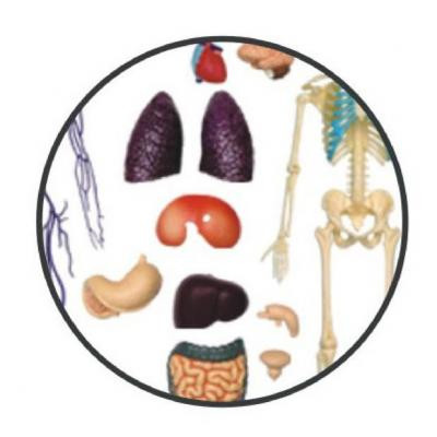 Пазл 4D Master Объемная анатомическая модель Тело человека прозрачное (FM-626204) Винница - изображение 3