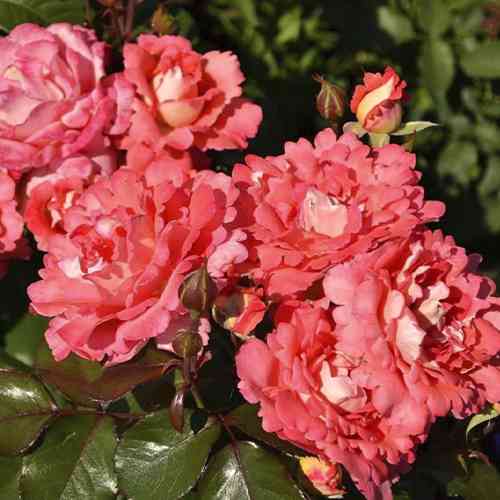 Саджанці троянд Вайкікі (привитий) - 2-річний Чернівці