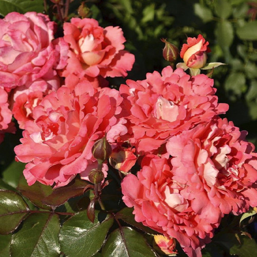 Саджанці троянд Вайкікі (привитий) - 2-річний Чернівці - фото 1