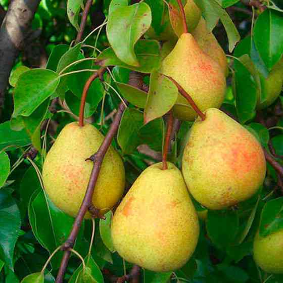 Саджанці груші Скарб (привитий) - 2-річний Чернівці