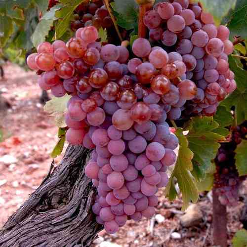 Cаджанці винограду Кінг Рубі (черенкований) - 1-річний Чернівці