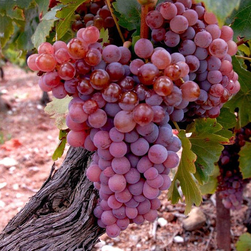 Cаджанці винограду Кінг Рубі (черенкований) - 1-річний Чернівці - фото 1