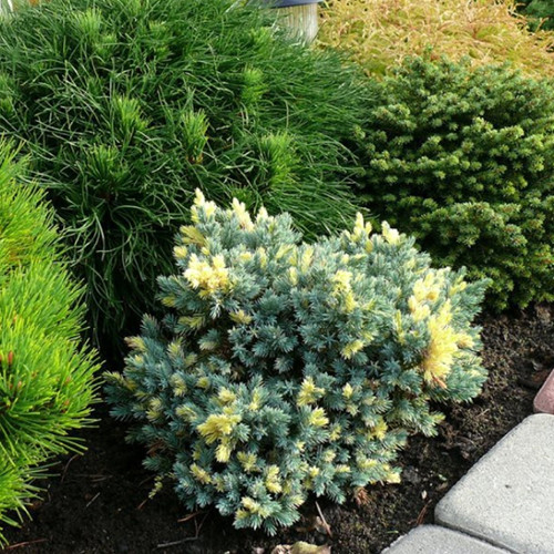 Саджанці ялівцю Флоріант (черенкований) - 3-річний Чернівці - фото 1