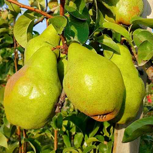 Саженцы груши Банкетная (привитый) - 1-летний Черновцы