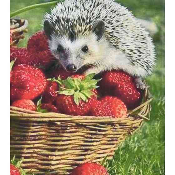 Алмазна мозаїка "Їжачок та полуниця" HEG86093 30х40 см Вінниця