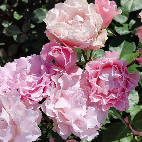 Саженцы роз Ла Мари (привитый) - 2-летний Черновцы - изображение 1