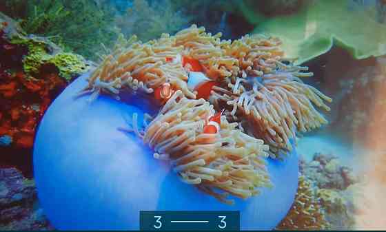 Телевизор: ERGO 43