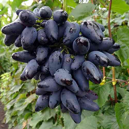 Саженцы винограда Викинг (черенкованный) - 2-летний Черновцы