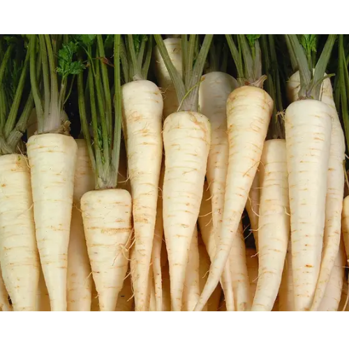 Петрушка коренева 3гр Смачний Житомир - фото 3