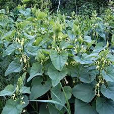 Хвилівник звичайний (Кирказон обыкновенный)100г master sem Киев - изображение 1