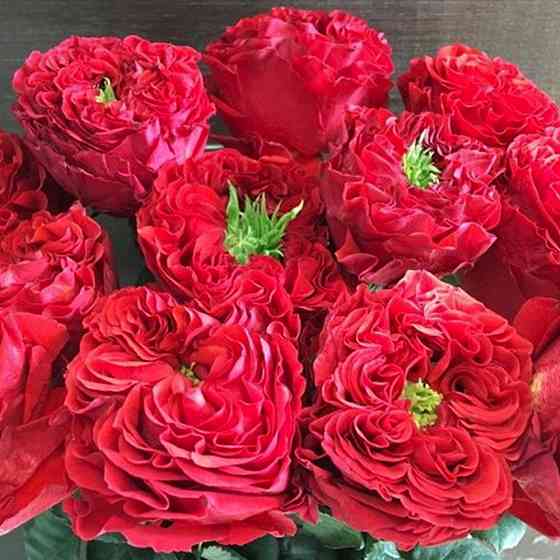 Саджанці чайно-гібридних троянд Ред Айс (привитий) Чернівці