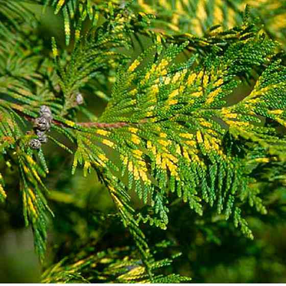 Саженцы складчатой туи Зебрина Черновцы