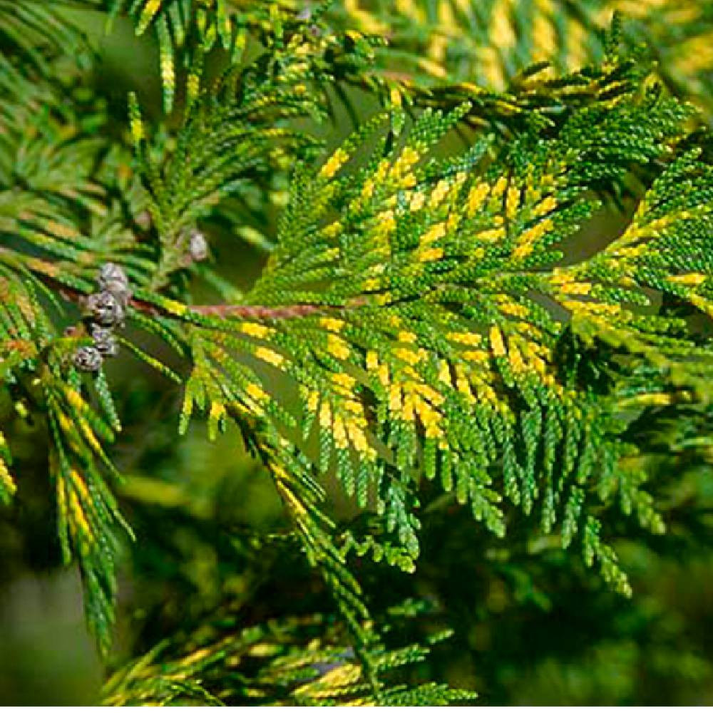 Саженцы складчатой туи Зебрина Черновцы - изображение 1