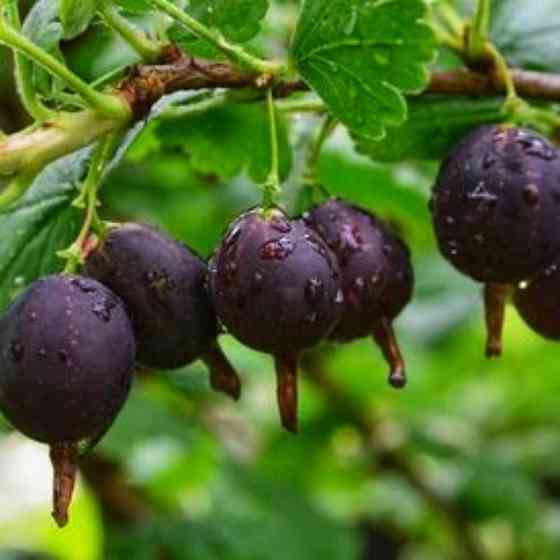 Саженцы йошты (черенкованный) - 2-летний Черновцы