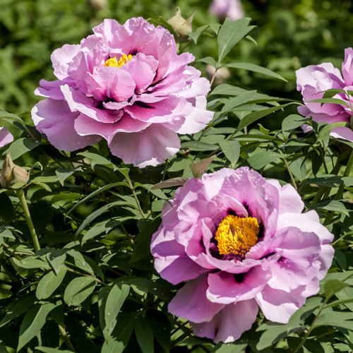 Саженцы пиона древовидного Королева Сада (сеянец) - 2-летний Черновцы - изображение 1
