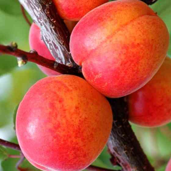 Саджанці абрикоса Харкот (привитий) - 1-річний Чернівці