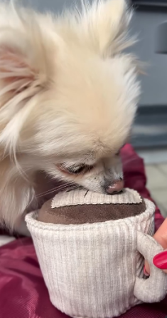 Іграшка для собак чашка кави Happy Peppy (Хеппі Пеппі) з отворами для корму Коричневий Запоріжжя