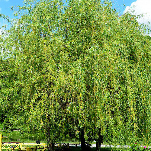 Саженцы декоративной ивы Хрисокома (черенкованный) - 2-летний Черновцы - изображение 1