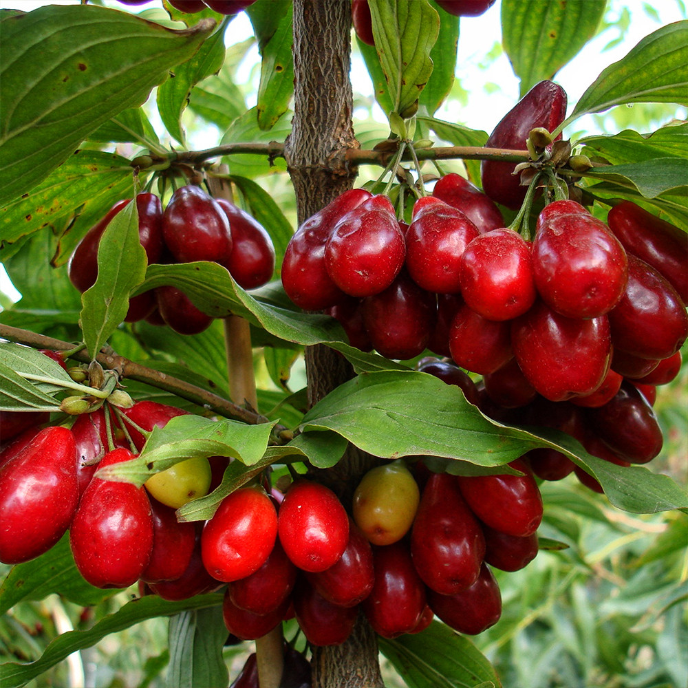 Саджанці кизилу Лук'янівський - 1-річний Чернівці - фото 3