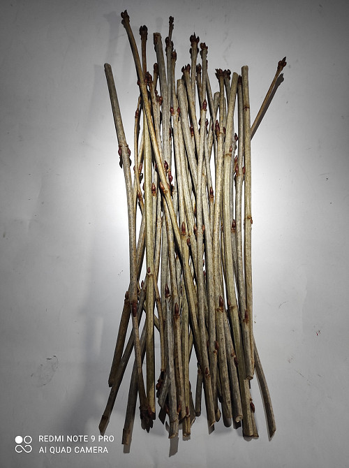 Веточки калины, 100г master sem Киев - изображение 1