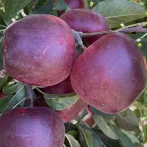 Саджанці яблуні Циганка (привитий) - 1-річний Чернівці