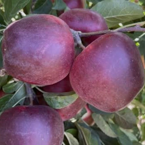 Саженцы яблони Цыганка (привитый) - 1-летний Черновцы - изображение 1