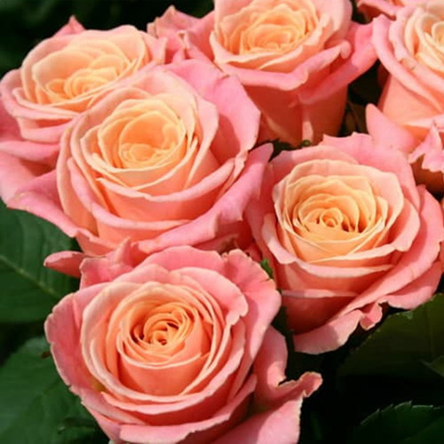 Саженцы роз Мисс Пигги (привитый) - 2-летний Черновцы - изображение 1