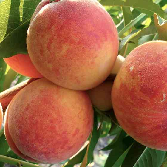 Саджанці персика Лісостеповий (привитий) - 1-річний Чернівці