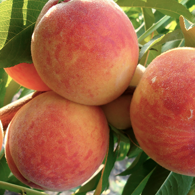 Саджанці персика Лісостеповий (привитий) - 1-річний Чернівці - фото 1