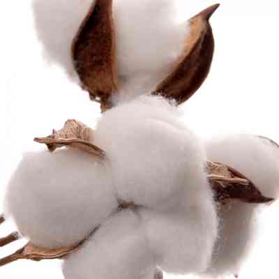 Декоративная ветвь YES! Fun Хлопок 3 шт Пучок 30 см (974814) Винница