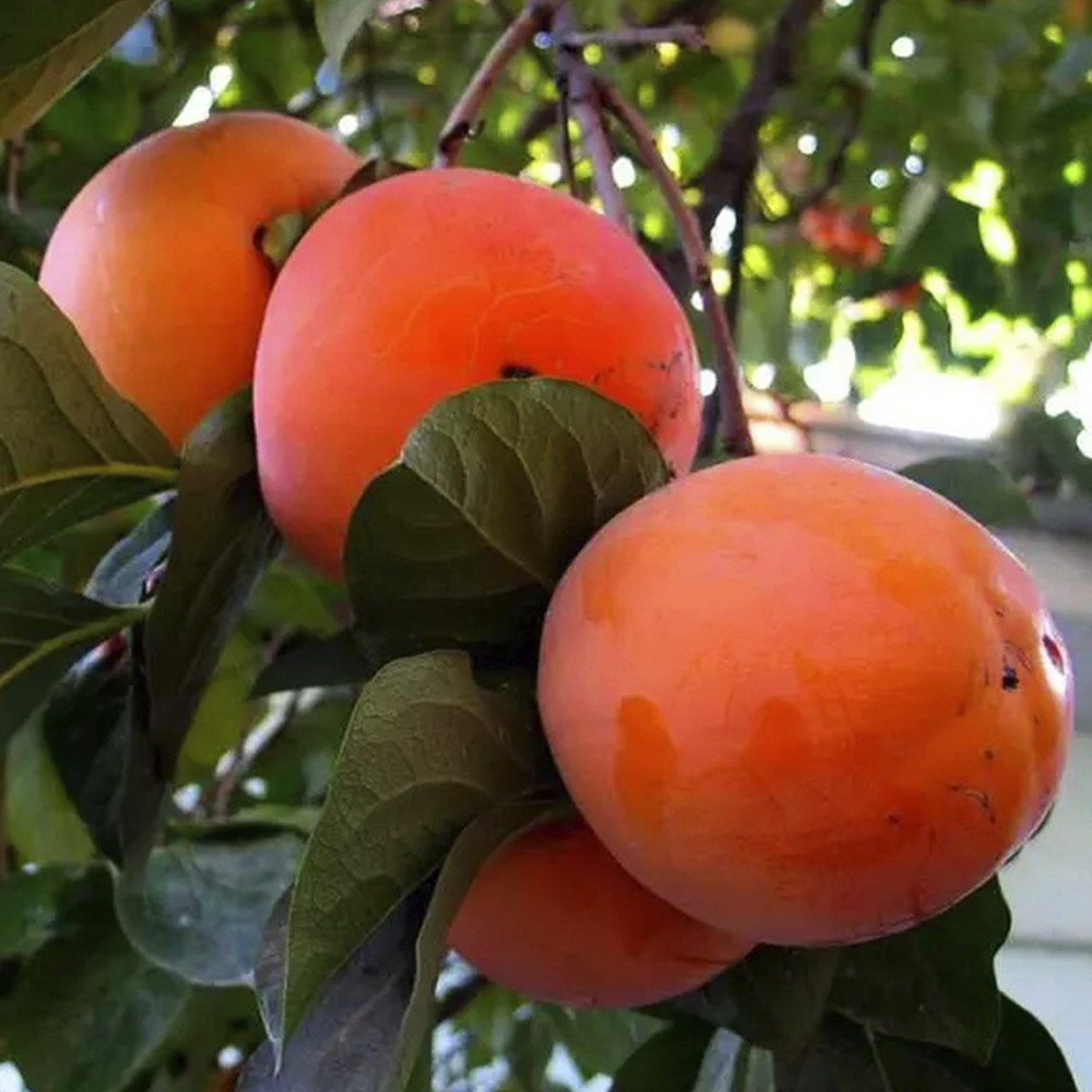 Саженцы хурмы Гора Роман Кош (привитый) - 1-летний Черновцы - изображение 3