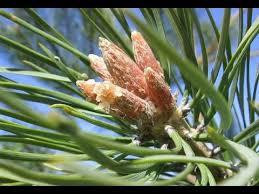 Бруньки сосни (Почки сосны) 100г master sem Киев - изображение 4