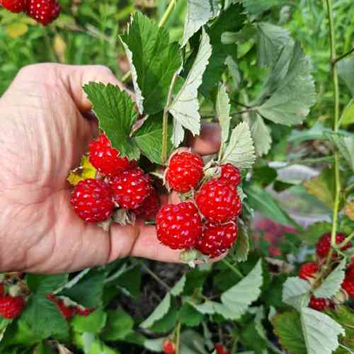 Саджанці малини Ред Деймонд (черенкований) - 1-річний Чернівці